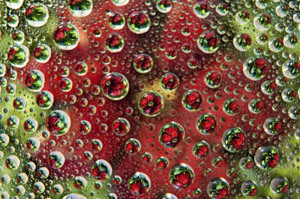 Colorado, Lafayette Abstract Water bubbles